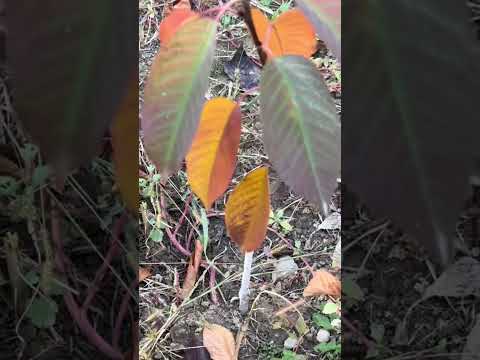 Видео: Куздо кылатурген иштер 