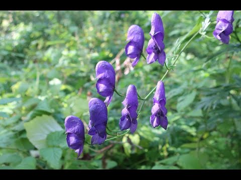 Видео: Борец садовый. Aconitum × stoerkianum. Опыление.