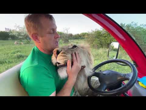 Видео: Мы с львом Султаном уходим с территории БОЛЬШИХ ЛЬВОВ ! Russian Lion man !