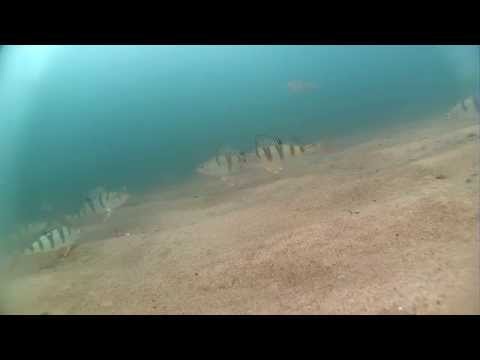 Видео: Зимняя рыбалка под льдом на Байкале, Залив Провал 21.12.14 /Lake Baikal-Video Fishing under the ice