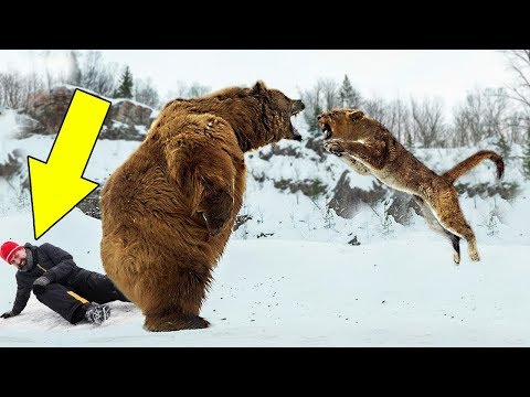 Видео: 8 НЕВЕРОЯТНЫХ СЛУЧАЕВ СПАСЕНИЯ ЛЮДЕЙ ДИКИМИ ЖИВОТНЫМИ