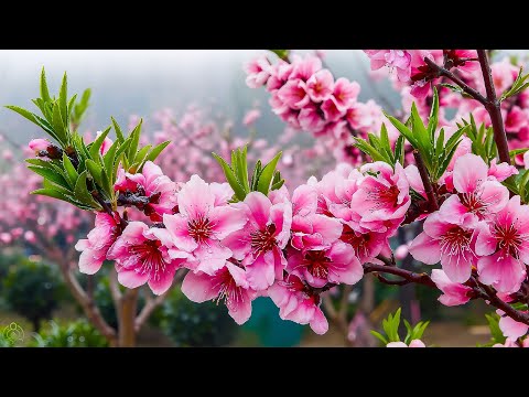 Видео: целебная музыка для сердца и сосудов 🌿 успокаивает нервную систему и радует душу, Нежная музыка #10