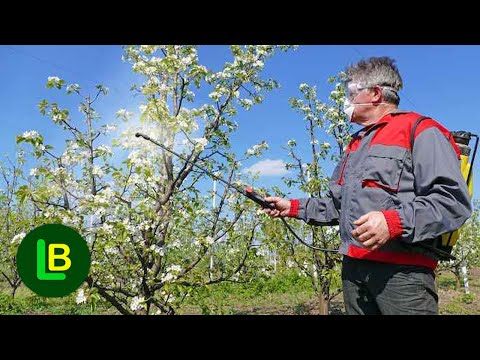 Видео: Экстренная защита плодов от монилинии. Посыпать пищевой содой и вот
