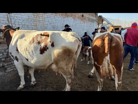 Видео: Ноокат Мал базары КЫЗЫГАН СААН БАЗАР 2-Ноябрь 