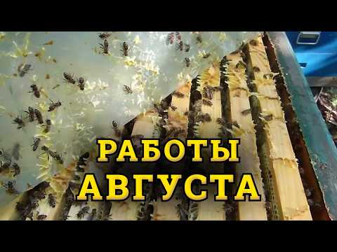 Видео: Как нарастить сильные пчелосемьи в зиму. Главные ошибки пчеловода в августе.