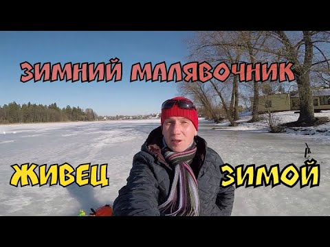 Видео: Как добыть живца зимой. Испытываем Зимний Малявочник в минской области