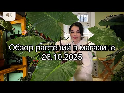 Видео: Большой обзор растений в магазине🌱Наличие, остатки, уценка 🌱Часть 1