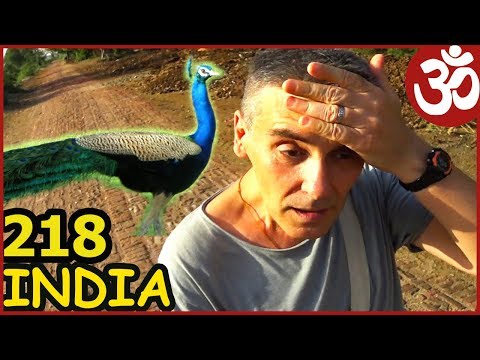 Видео: ИНДИЯ Жара +40. Какой такой Павлин-Мавлин? Ашрам Йога.