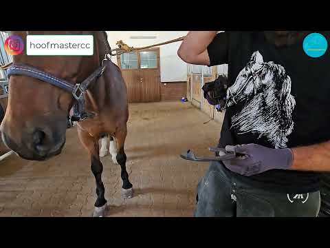 Видео: Новинка на рынке Казахстана - Подковы Mustad Equi-Librium для спортивных лошадей. Алматы. 29-08-24