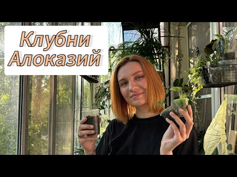 Видео: Проращивание клубней Алоказий | Адаптация к комнатным условиям | Мох | Соил