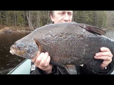 Видео: Секретные снасти и реальные уловы 🎣 Щука, окунь, Валера в деле! #рыбалка #щука #воблер