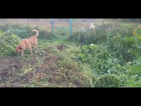 Видео: ТЫКВА тонна с сотки!!!!😇