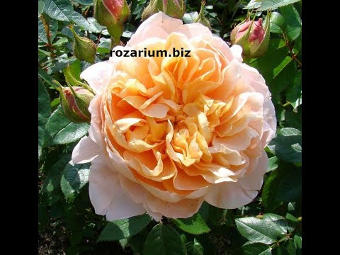 Видео: обрезка роз весной, планы , питомник роз полины козловой rozarium.biz  , preparing roses for spring