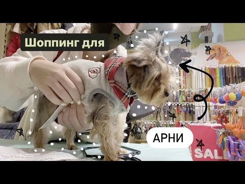 Видео: шоппинг в честь дня рождения Арни || собачий влог?:)