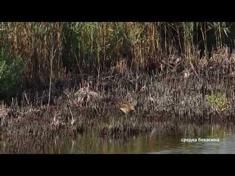 Видео: Курс по наблюдение на птици 2205 г. Есенна миграция при Бургаските езера