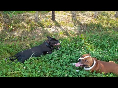 Видео: Стаффордширские бультерьеры Финн и Леди - как стаффбуль переносит жару🔥