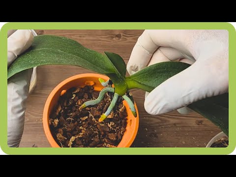 Видео: Гнилые корни орхидеи возрождаются заново.