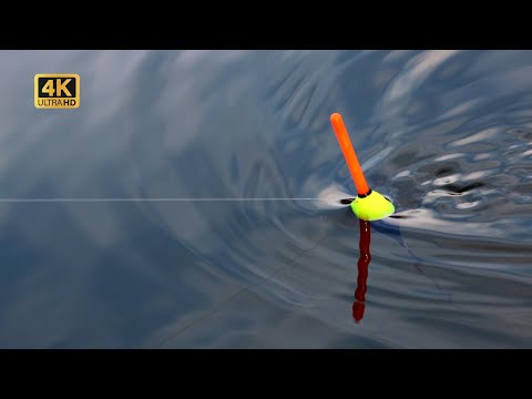 Видео: РИБОЛОВ с БОЛОНЕЗЕ на РЕКА - ПЛУВКАТА не СПРЯ да КЪЛВЕ / Float Fishing with Bolognese