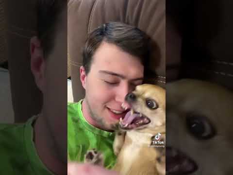 Видео: парень и чихуахуа 😂