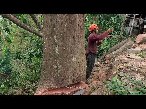 Видео: Вырубка очень красивого красного махагонового дерева в горной местности
