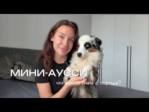 Видео: МИНИ-АУССИ / 2 часть. Почему никто об этом не говорит? Аусси в подростковом возрасте 