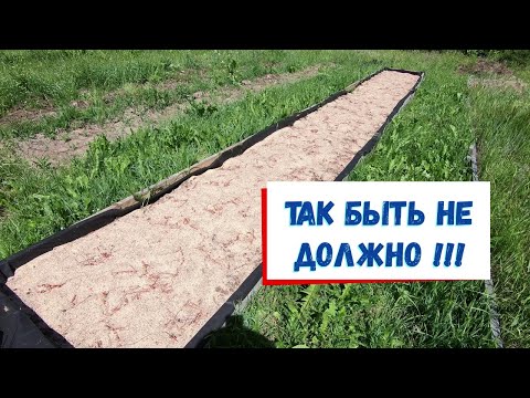 Видео: Клюква и гербицид // Первое впечатление