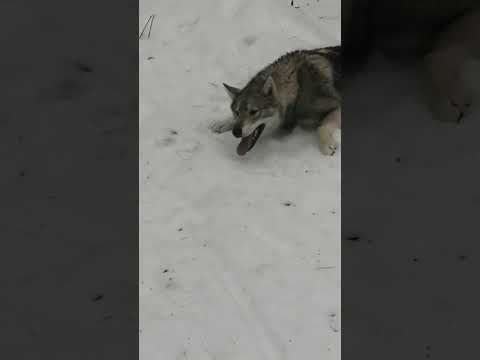 Видео: Щенок от Кнопки