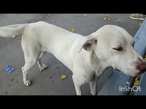 Видео: 10 серия. Г. Севастополь. Г. БАХЧИСАРАЙ. ИДЁМ В Ханский дворец