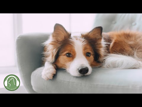 Видео: Музыка для одиноких собак🐶Музыка для снятия стресса у собак (11 часов)