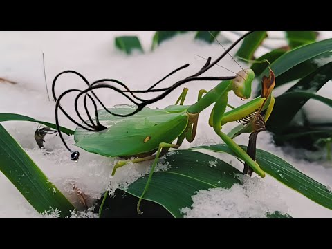 Видео: Как Мы Спасли БОГОМОЛА, Найденного Зимой в СНЕГУ
