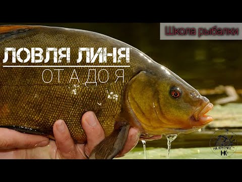 Видео: Ловля линя от А до Я! Знай и лови! Школа рыбалки! ЛИНЬ #линь #рыбалка