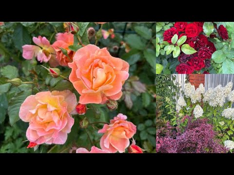 Видео: Краски уходящего лета2025розы, барбарисы, метельчататые гортензии)