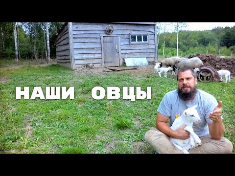 Видео: ОВЦЫ ОТ РОМАНОВСКИХ К КАТУМСКИМ