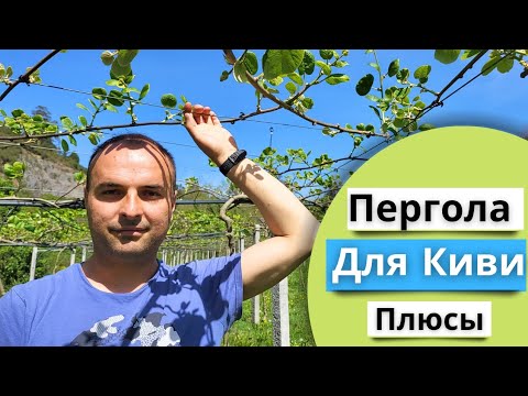 Видео: Пергола или арка? Что лучше для киви?