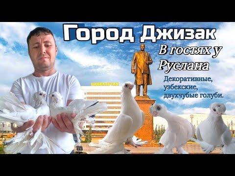 Видео: В гостях у Руслана Узбекистан г.Джизак.Разговор о селекции  голубей, двухчубые. #голуби #обзор