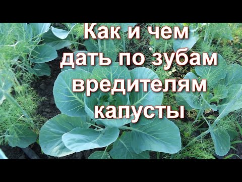 Видео: Использую эти народные средства! Как бороться с тлёй и белокрылкой на капусте чтобы сохранить урожай
