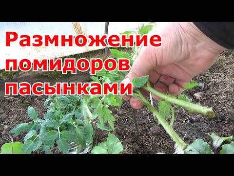 Видео: Размножение томатов пасынками, или как бесплатно увеличить количество рассады помидоров