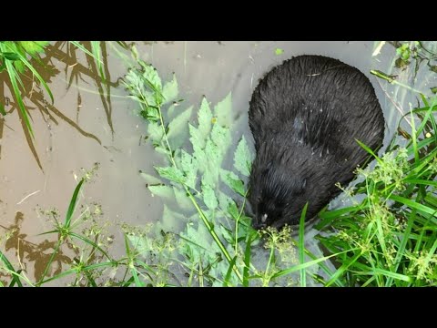 Видео: Аппетитный бобр