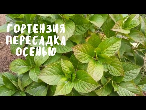 Видео: Пересаживаем гортензию осенью. Мои цветы. Мой опыт.