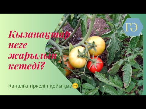 Видео: Қызанақ өсіру. Қызанақтар неге жарылып кетеді? Қызанақтың қандай жапырақтартарын алуға болады?