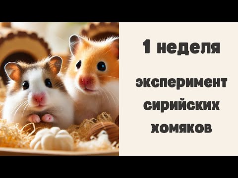 Видео: Итоги 1 недели эксперимента