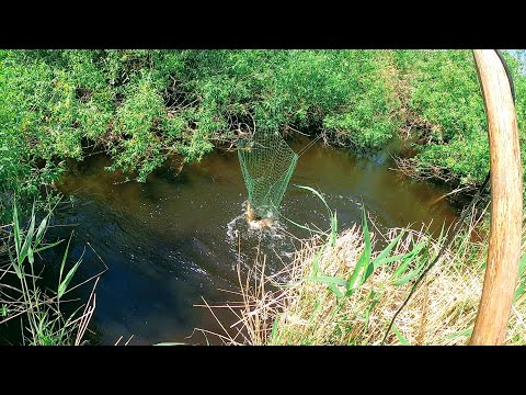 Видео: Рыбалка на ПАУК ПОДЪЁМНИК, надубасил всякой рыбы в закоряженном ручье. Рыбалка в Сибири 2022.