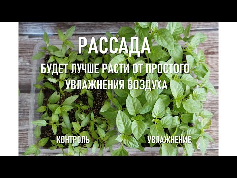 Видео: Рассада будет лучше расти от увлажнения воздуха
