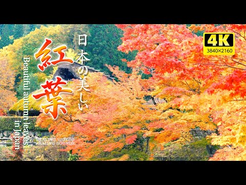 Видео: 4K] Нежная успокаивающая фоновая музыка и красивые японские осенние листья (звук окружающей среды)