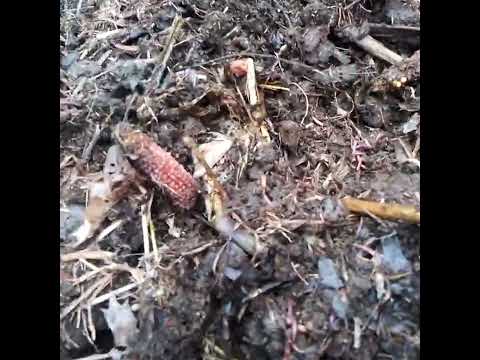 Видео: Органическая грядка для ленивых!