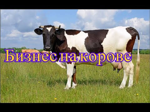 Видео: Корова как бизнес! Выгодно ли держать корову. Что учесть в таком бизнесе