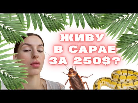 Видео: Жильё на Бали за 250$