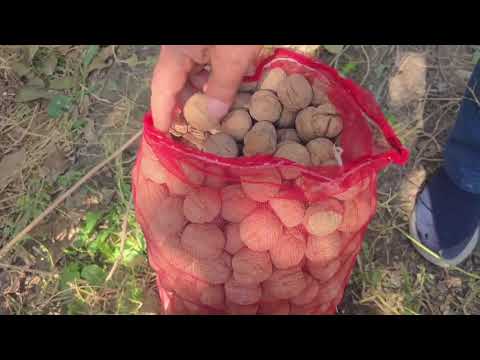 Видео: +992900004489  ватсап. Ниҳоли чормағзи Чандлер.