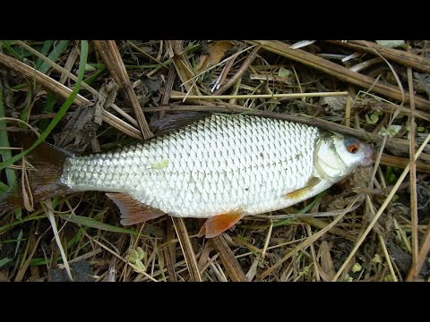 Видео: вечерний мормышинг: серебристая  уклейка и шершавая плотва.