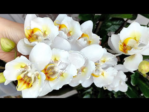Видео: Как я добиваюсь роскошного каскада из цветов орхидеи